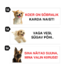 koera silt
